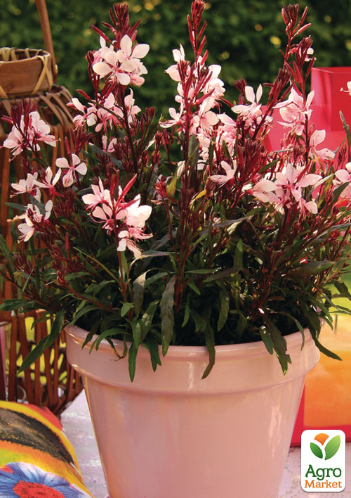 Гаура lindheimeri "Medium Pink" (вазон С1.5, ефектний багаторічник) - фото 3