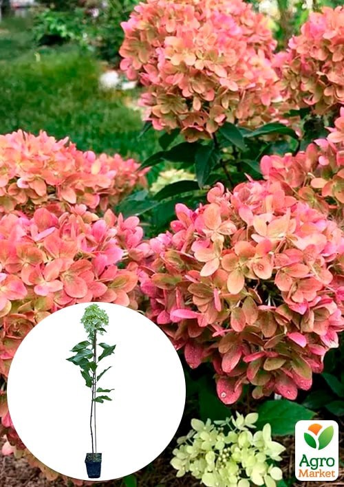 Гортензия 3-х летка метельчатая "Graffiti"