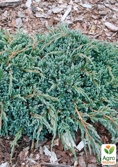 Можжевельник чешуйчатый "Blue Spider" вазон С2, высота 40-50см - фото 4