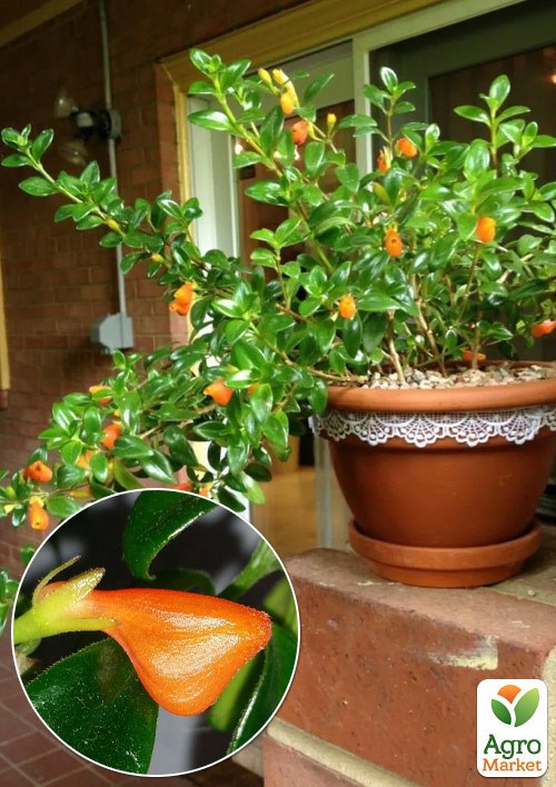 Нематантус "Золотая Рыбка"