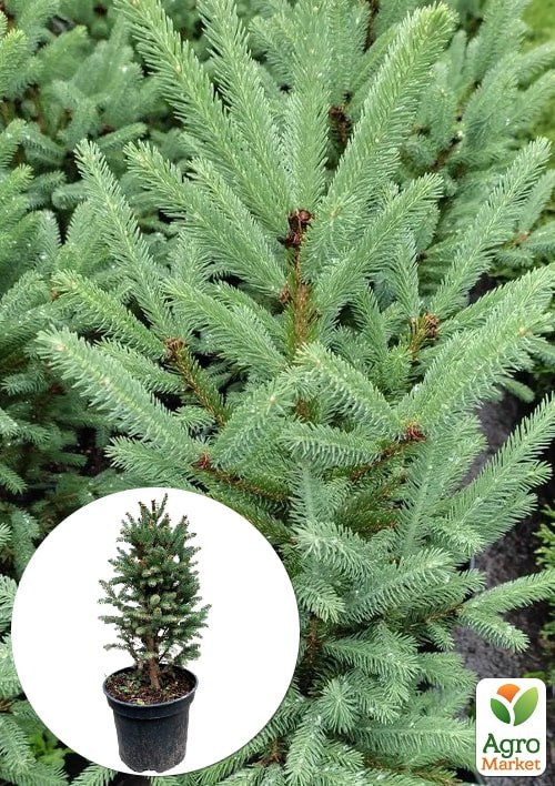 Ель канадская "Cinderella" С3 высота 45-55 см