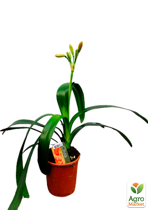 Клівія "Clivia miniata" (вічнозелена багаторічна кімнатна рослина) - фото 2