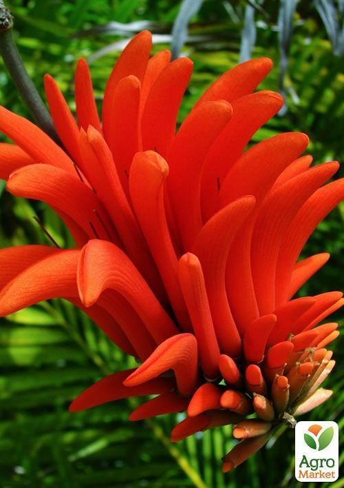 Эритрина Индийская "Коралловое дерево" - фото 2