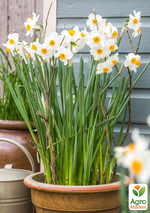 Нарцис багатоквітковий "Geranium" укорінений - фото 4