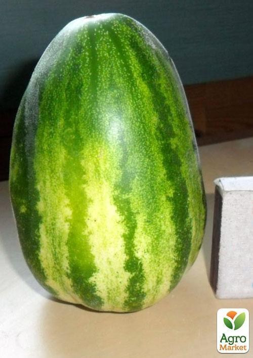 Огурдыня "Фазано" ТМ "Vesna Select" 5шт - фото 4