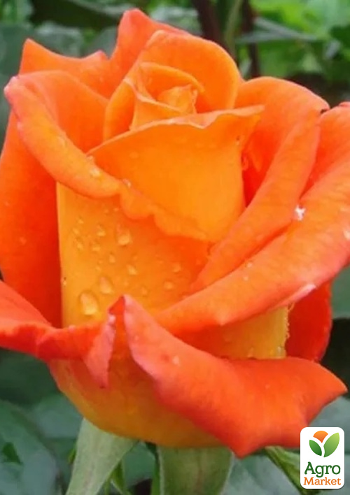 Троянда чайно-гібридна "Miracle" (саджанець класу АА +) вищий сорт