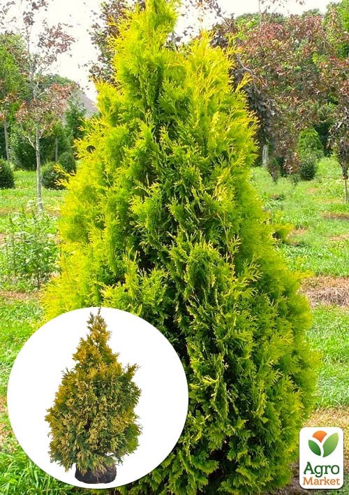 Туя западная "Yellow Ribbon" (ком/сетка) высота 120-140 см