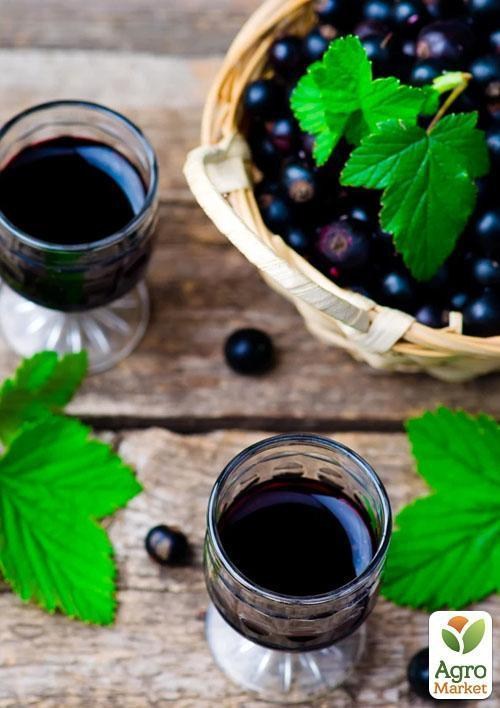 Смородина чорна "Бен Конан" (Ben Connan) (ранній термін дозрівання, зимостійкий сорт) - фото 3