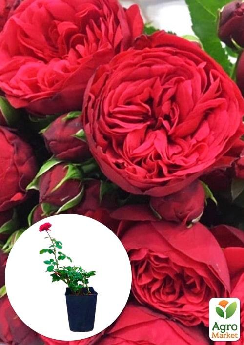 Роза в контейнере пионовидная "Piano" (саженец класса АА+)