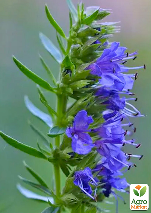 Гісоп лікарський "Caeruleus" (пряний аромат, використовують у кулінарії)