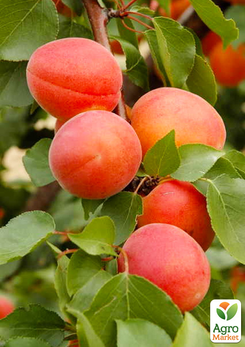 Абрикос "Фарлис" (летний сорт, поздний срок созревания)