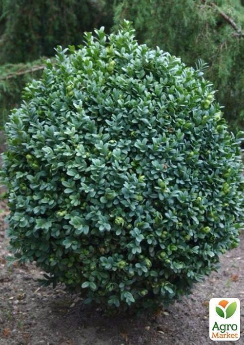 Самшит вічнозелений "Buxus sempervirens" 2-х річний саджанець - фото 6