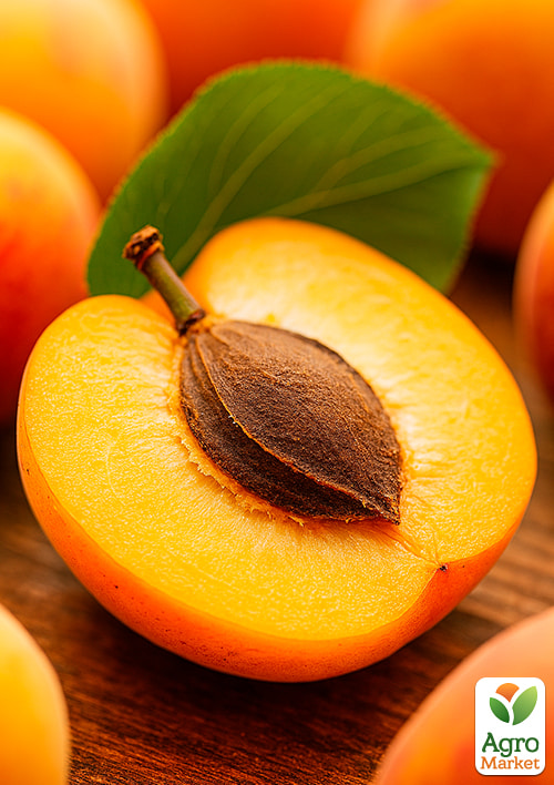 Абрикос "Лескоре" (великоплідний, врожайний, раннього терміну дозрівання) - фото 5