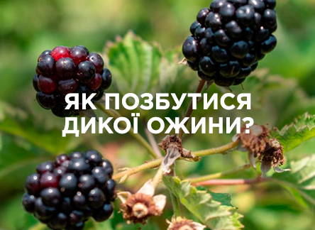 Почему дикая ежевика быстро разрастается на участке