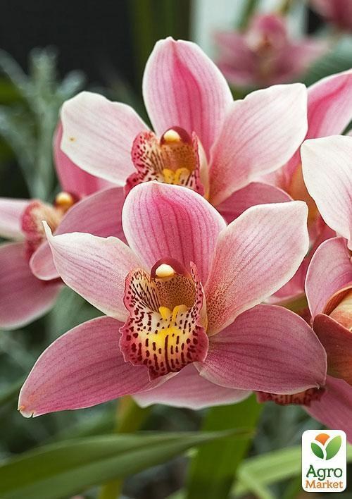 Цимбідіум мікс "Райська насолода" (Cymbidium mixed) дм 14 см вис. 65 см