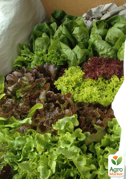 Комплект насіння зелень "Вітамінний Бум" 5уп