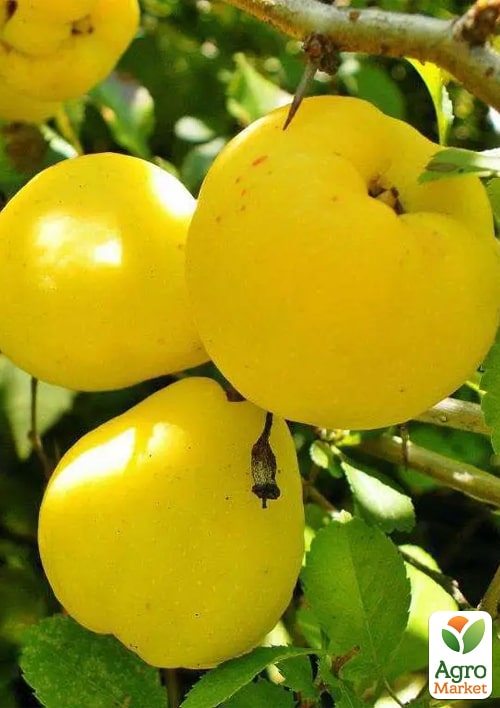 Айва "Сочная" (зимний сорт, средний срок созревания)