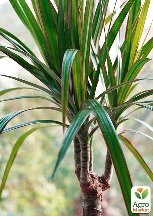 LMTD Драцена "Marginata" (триярусна, висота 130-150см) вазон С5 - фото 7