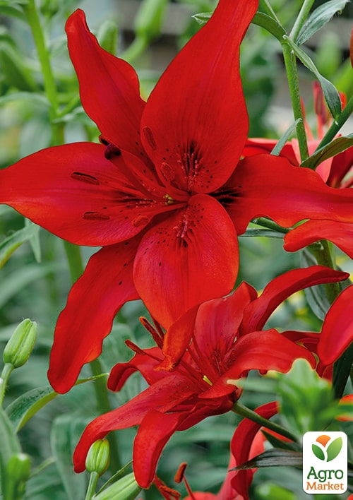 Лилия "Red Country"  - фото 2