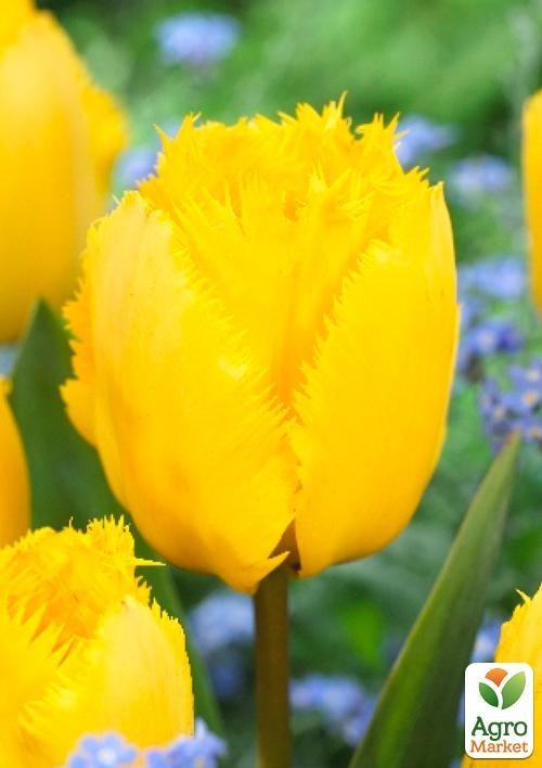 Тюльпан "Crispy Mary" (размер 11/12 , крупный) 3шт в упаковке