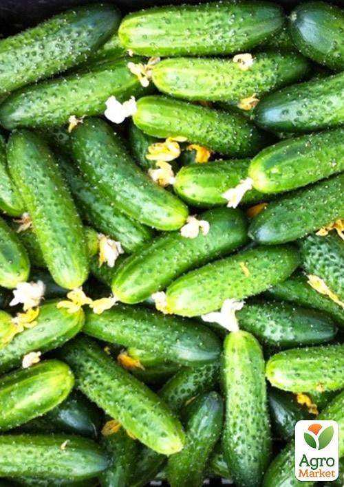 Огурец "Атлет" ТМ "Vesna Select" 2г