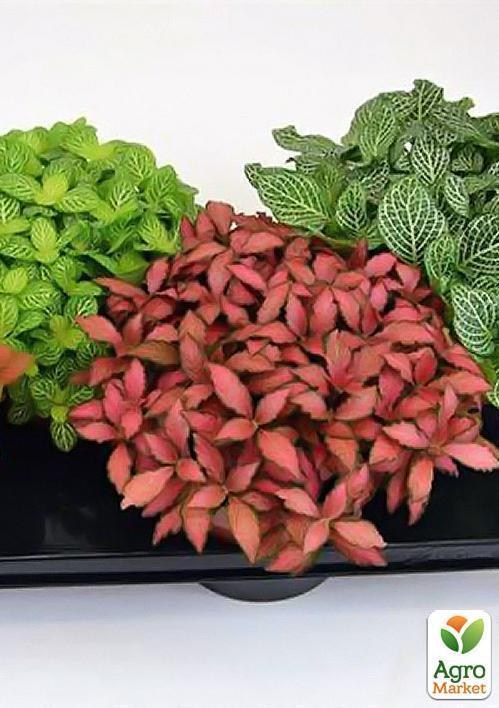 Фиттония микс "Fittonia mixed"  дм 17 см выс. 20 см