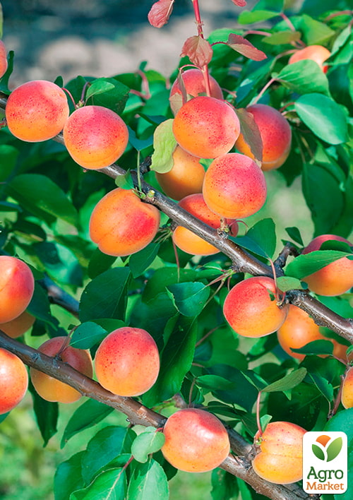 Абрикос "Аврора"
