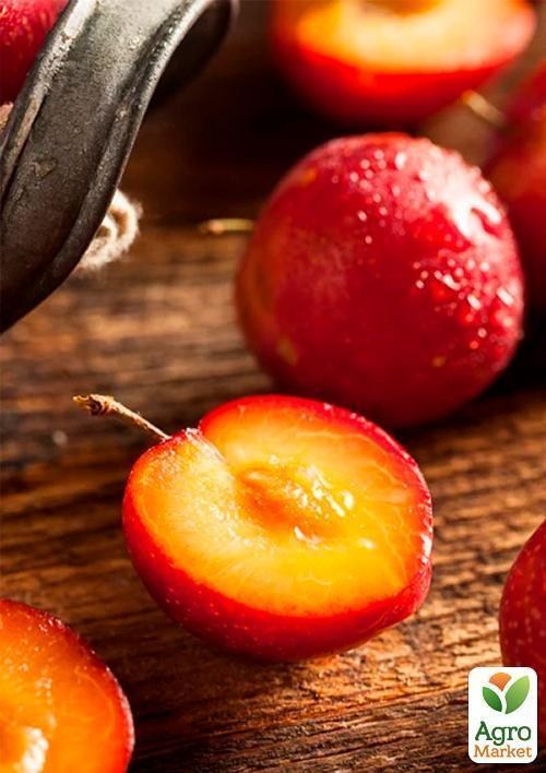 Слива "Персиковая"