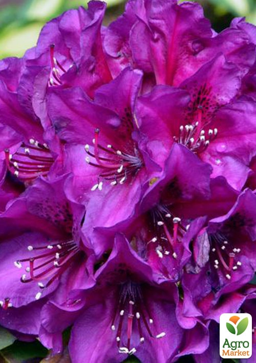 Рододендрон гібридний "Поларнайт" (Pollarnight) - фото 6