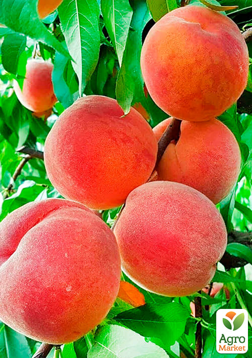 Персик "Эрли ред" (летний сорт, ранний срок созревания) - фото 6