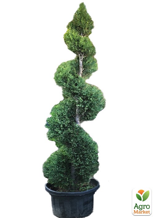 Купрессоципарис Лейланда "Gold Rider" Спираль (высота 160-190см) - фото 2