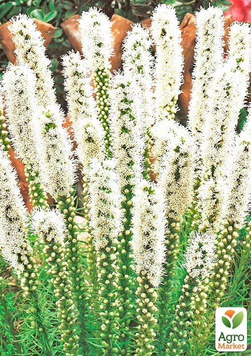 Лиатрис "Белый" 5шт - фото 2