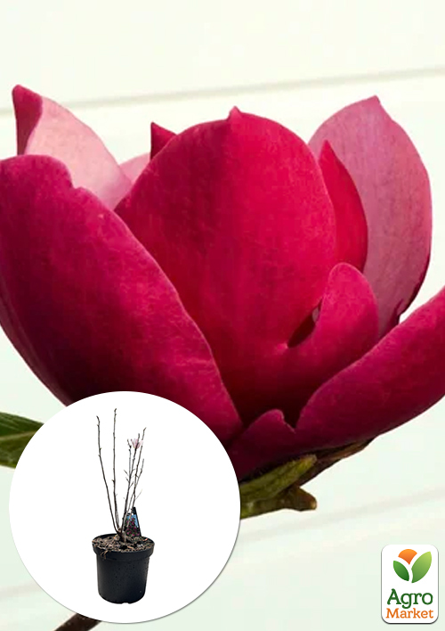 Магнолия 4-х летняя "Red Smile" (высота 80-100см)