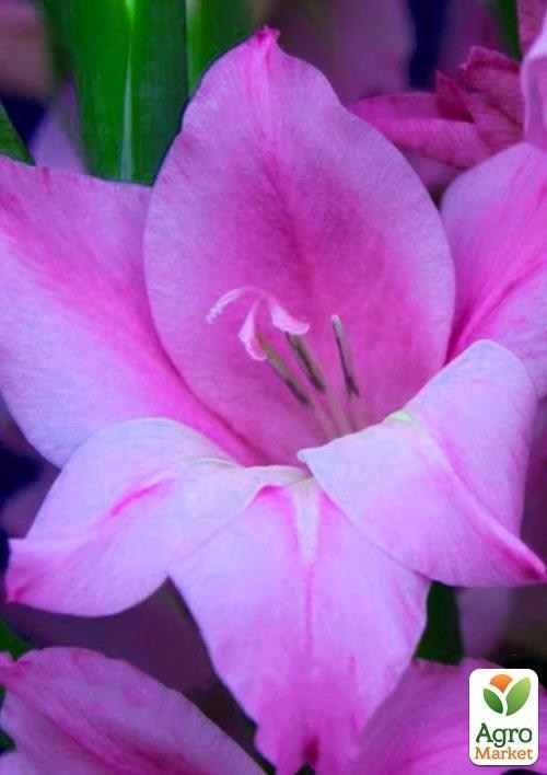 Гладиолус Нанус "Charming Lady" 3шт