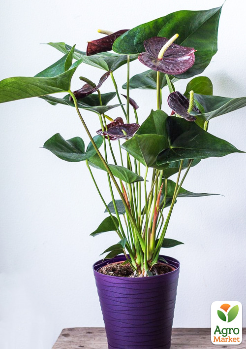 Антуріум (Anthurium) "Sempre" (висота 40-60см) - фото 2