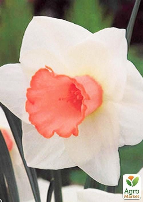 Нарцис "Salome" 2шт в упаковці