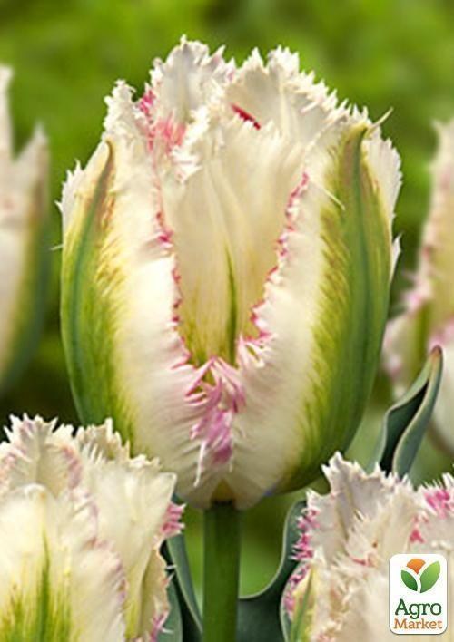 Тюльпан "Snow Valley" 1шт в упаковці