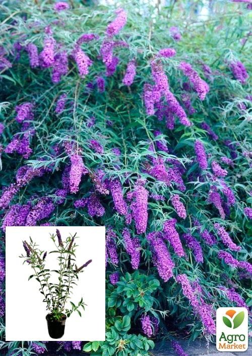 Буддлея Давида 2х летняя "Black Knight" C2