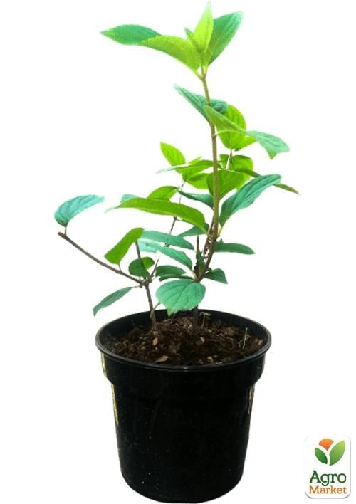 Гортензія 3-х річна волотиста "Wim's Red" - фото 3