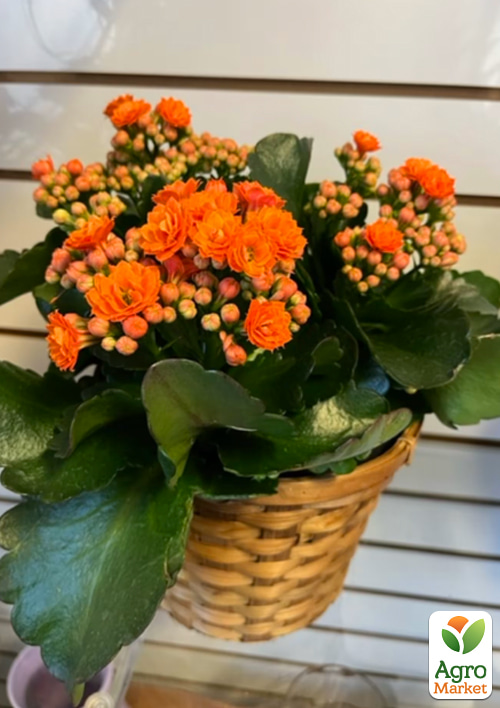 Каланхое Блоссфельда "Orange" (Kalanchoe Blossfeldiana) (Нідерланди) - фото 7