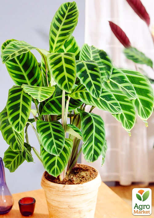 Калатея "Zebrina" - фото 6