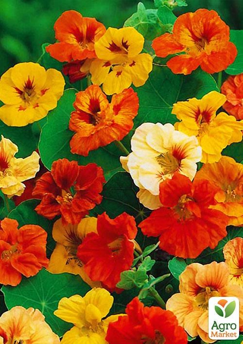 Настурция махровая смесь (в банке) ТМ "Весна Органик" 5г