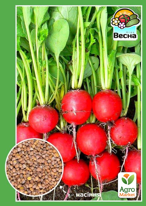 Редиска "Жара" ТМ "Весна" 2г
