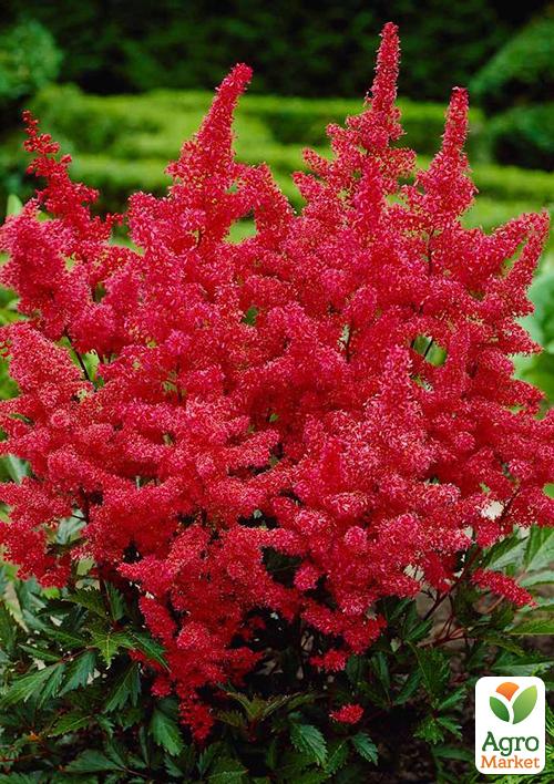 Астильба "Etna" 1шт