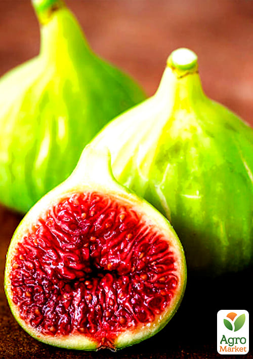 Инжир "Медовый" - фото 4