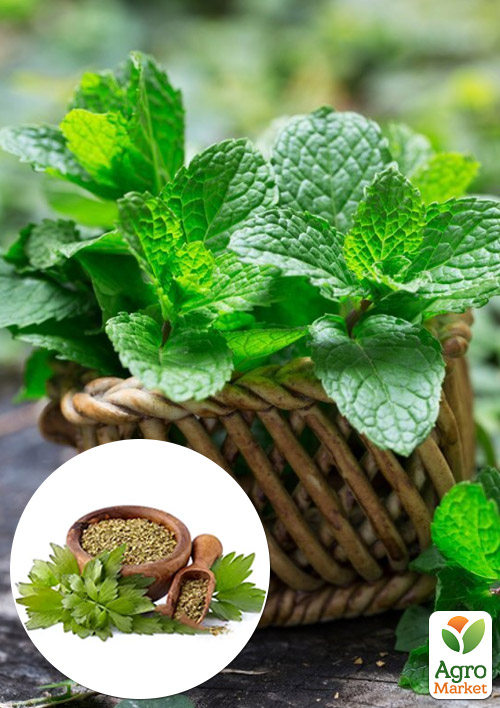 М'ята Коріандрова "Mentha gracilis"