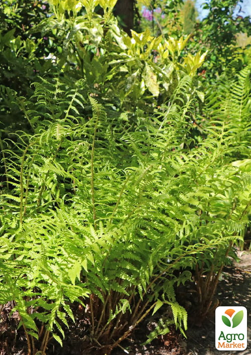 Щитник чоловічий (багаторічна папороть, кореневище) - фото 2