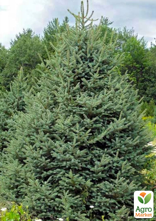 Ель голубая "Meyeri" (горшок P9) - фото 5