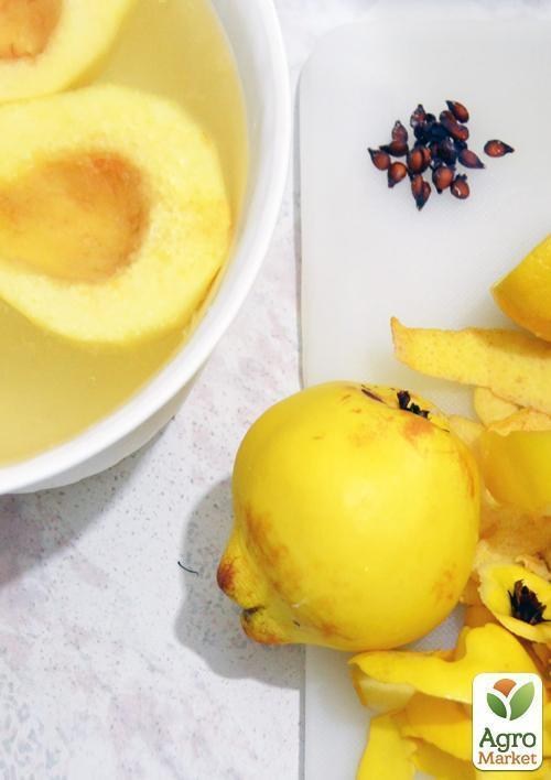 Айва японская "Хеномелес" контейнер 1л