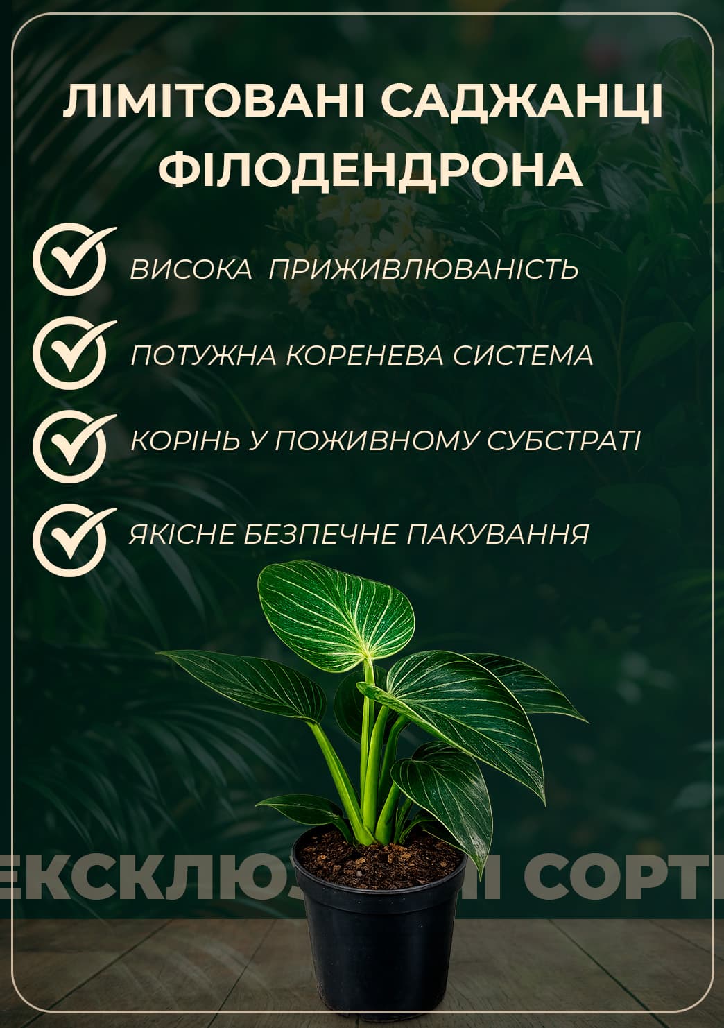 LMTD Ктенанта "Compactista" (висота 70-90см)7